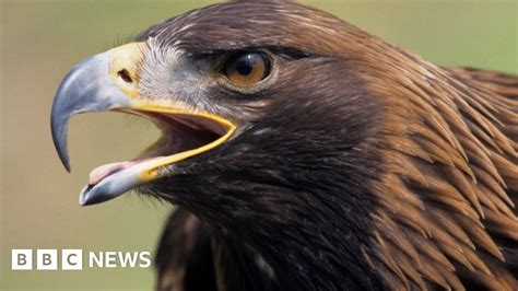 lootedpin|Ancient golden eagle bone pin found at Oxfordshire park and ride .